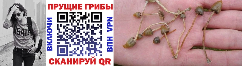 даркнет сайт  нарко площадка телеграм  Галлюциногенные грибы Psilocybe  Серов 
